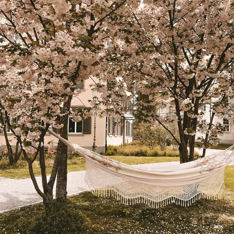 Hammock under cherry blossom trees with a house in the background