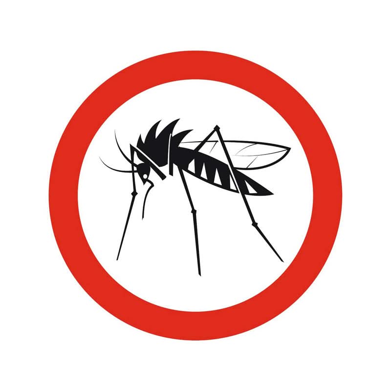 mosquito