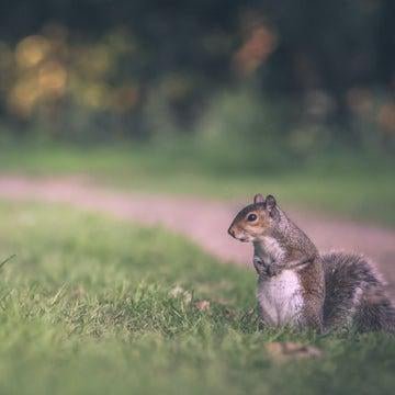 How do I protect my hammock from rodents? - Simply Hammocks