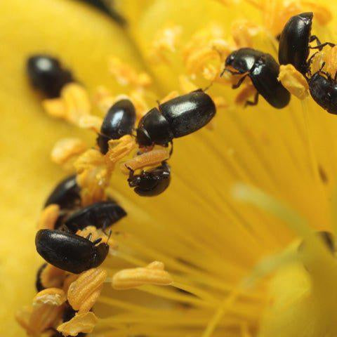 The attack of the pesky pollen beetles | Simply Hammocks